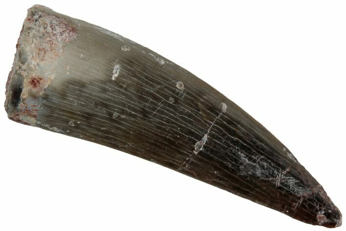 Triassic Reptile (Postosuchus?) Tooth - Arizona #231162